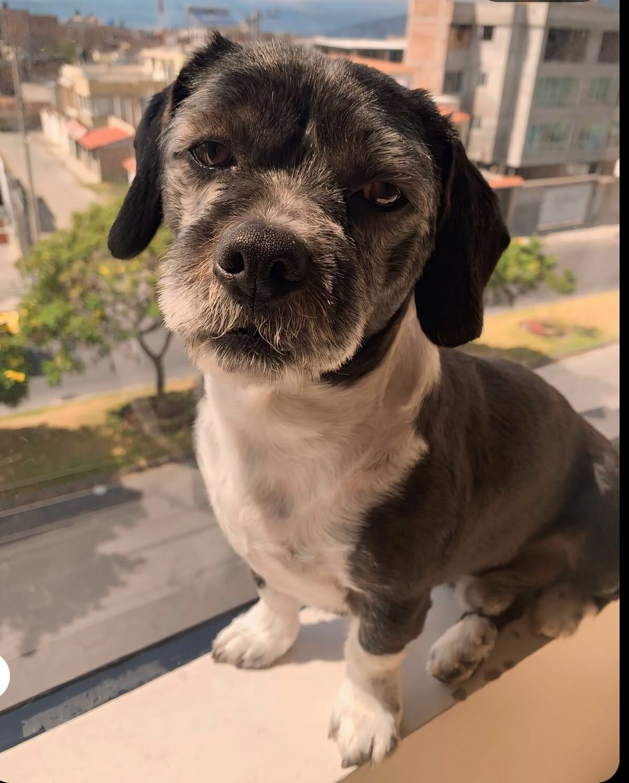 La mascota invitada